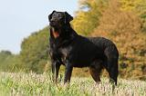 BEAUCERON 544